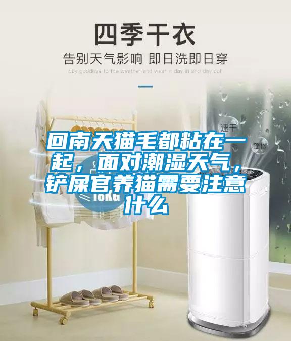 回南天猫毛都粘在一起，面对潮湿天气，铲屎官养猫需要注意什么