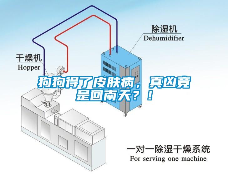 狗狗得了皮肤病，真凶竟是回南天？！